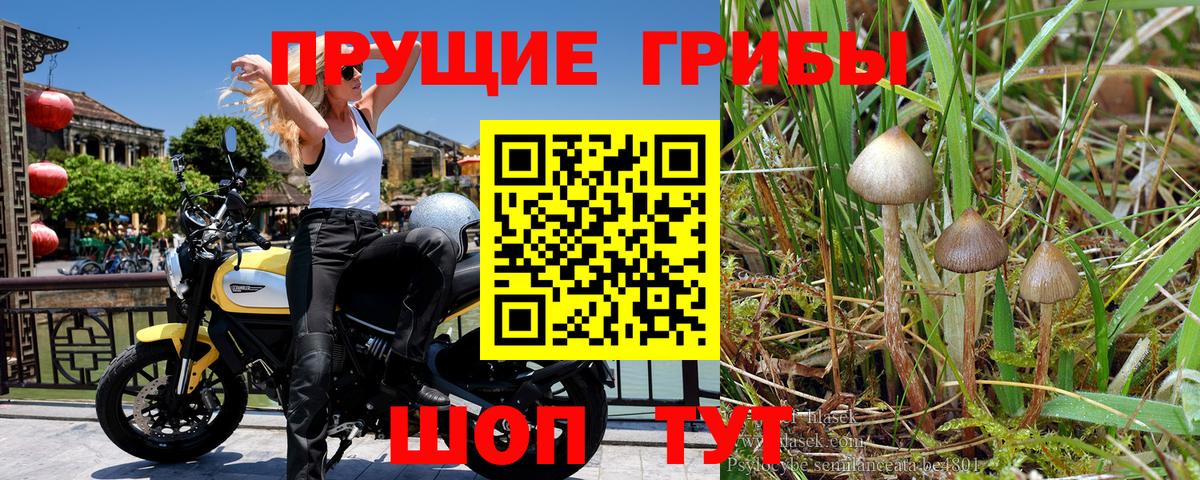 Псилоцибиновые грибы Psilocybe  Вход с VPN  Зеленокумск  Псилоцибиновые грибы мухоморы 